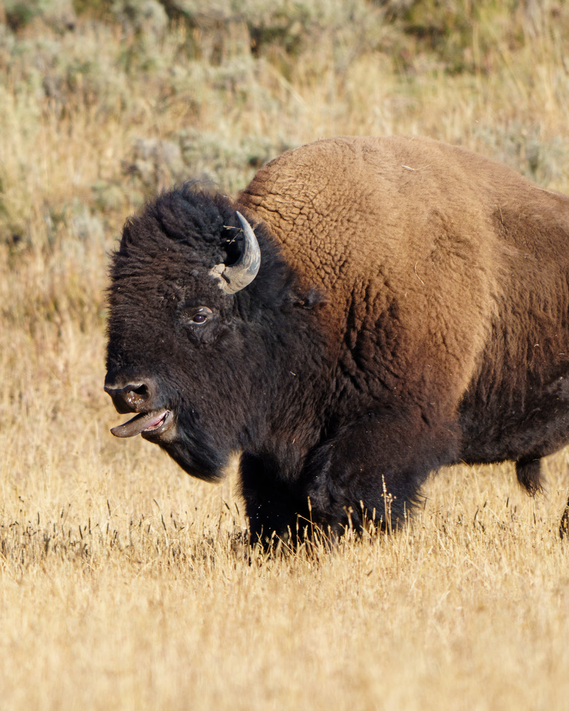 Bull bison · Bison bison · Hayden Valley, Yellowstone NP