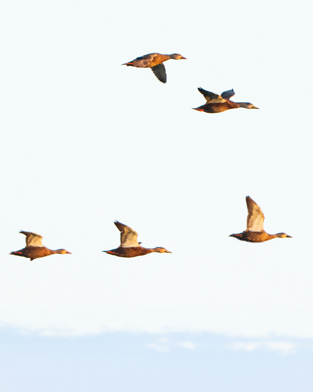 Mottled Duck · Anas fulvigula · brackish marsh, Gulf coast