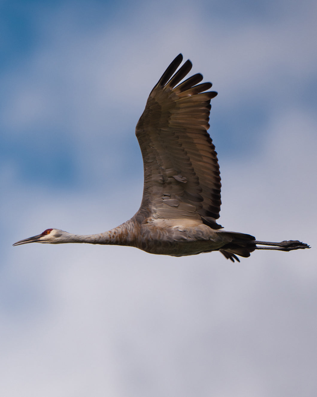 Sandhill Cranes · Antigone canadensis · Teton Valley, ID