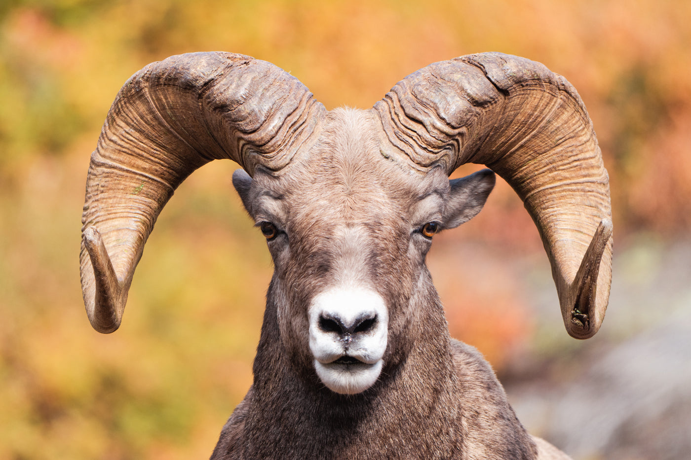 The Bighorn on the Grinnell Glacier Trail