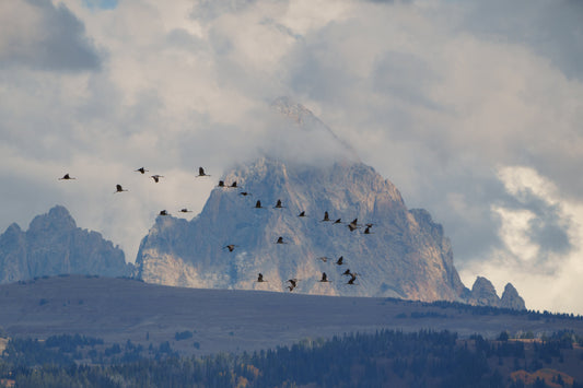 Three Hundred Cranes