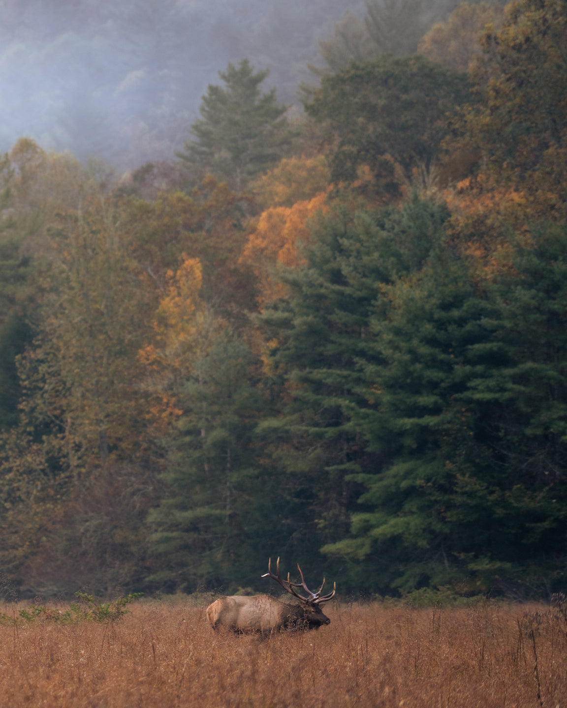 Bull elk · Cervus canadensis · Cataloochee Valley, GSMNP