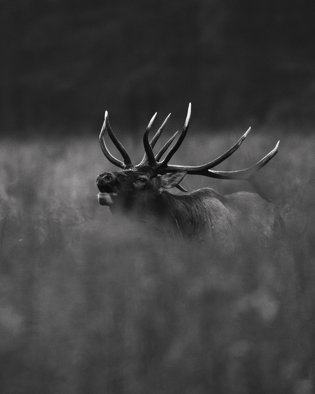 Bull elk · Cervus canadensis · Cataloochee Valley, GSMNP