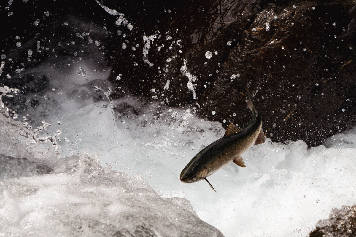 SW salmon source - temp for design work